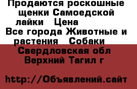 Продаются роскошные щенки Самоедской лайки › Цена ­ 40 000 - Все города Животные и растения » Собаки   . Свердловская обл.,Верхний Тагил г.